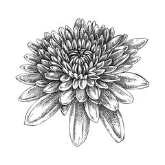 Fototapeta premium Chrysanthemum hand drawn botanical illustration in sketch style. Vintage autumn flower drawing. NOT AI generated