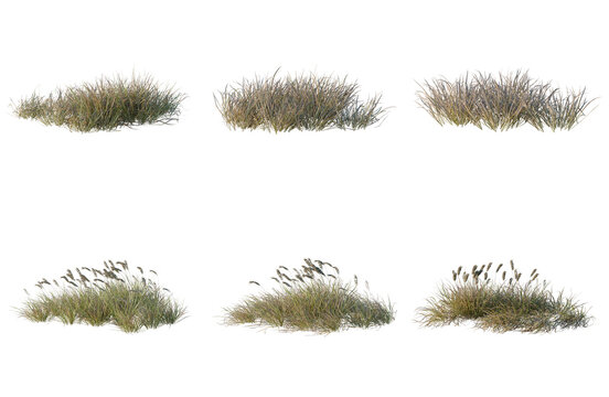 Set of Imperata cylindrica tree elevation, front view, cutout, transparent background, isolate, Variety of Grass Clumps - Realistic 3D Rendered Graphics for Design Projects
