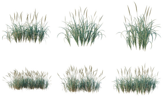 Set of Leymus condensatus tree elevation, front view, cutout, transparent background, isolate, Collection of Blue Grass Clumps - Natural Landscape Elements for Design Projects