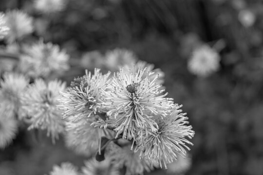 Fothergilla major (large witch alder or mountain witch alder) flowers blooming in garden