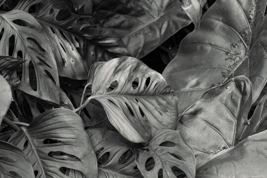 Swiss cheese plant or Adanson's monstera (Monstera adansonii) plant greenery leaves from family Araceae background in black and white