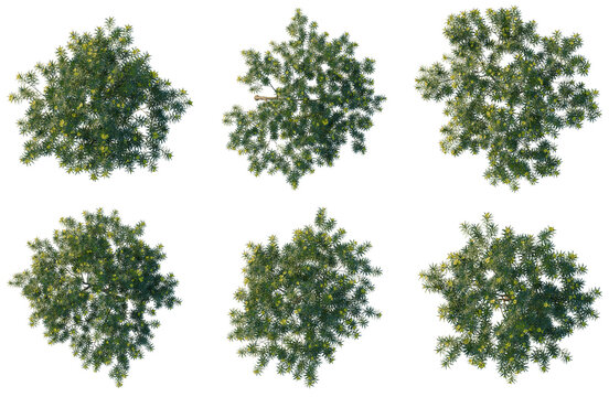 Set of Cascabela thevetia tree plan, top view, cutout, transparent background, isolate, Six different tree canopy views on black background for landscape design and architectural rendering.