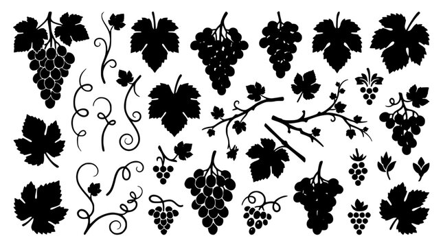 Grape bunches and vine leaves silhouette vector illustration set featuring winery elements vineyard branches and fresh fruit shapes