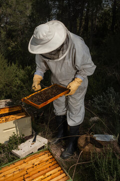 Beekeeper holding honeycomb frame beside open beehive boxes