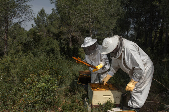 Two beekeepers inspecting and removing honeycomb frames in apiary