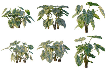 Set of Caladium bicolor tree elevation, front view, cutout, transparent background, isolate, Collection of Alocasia Plants - Lush Tropical Foliage for Interior Design and Botanical Art © Peter Hai