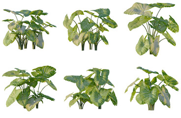 Set of Syngonium podophyllum schott tree elevation, front view, cutout, transparent background, isolate, Six Alocasia Plants - Lush Green Foliage in Various Perspectives for Design and Decoration © Peter Hai