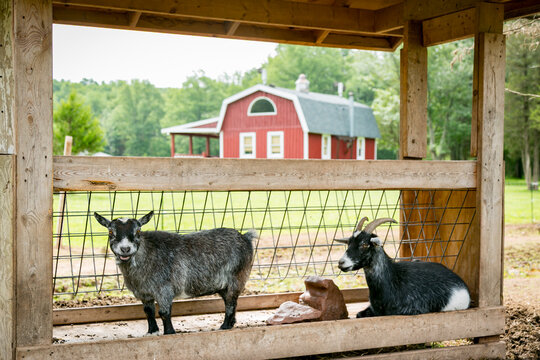 Goats in a Barn with Red Building