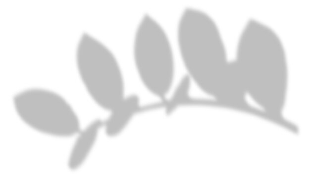 Minimalist branch leaf shadow overlay for creative design backgrounds as PNG cutout