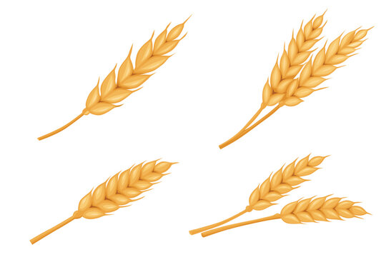 barley and wheat ear vector logo isolated on white background.	
