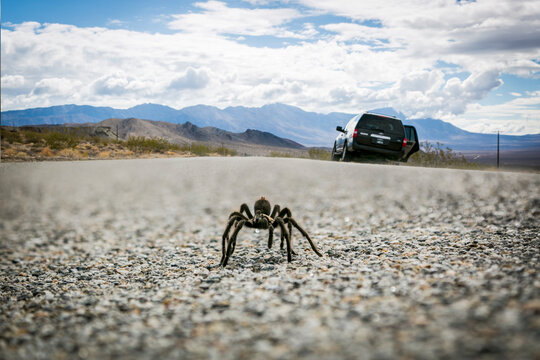 Tarantula Crossing Desert Road