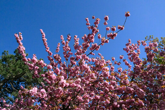Japanese flowering cherry trees (Prunus serrulata), commonly known as sakura or Japanese cherry, renowned in Japan and worldwide