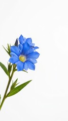 Obraz premium Blue Gentiana flower on stem