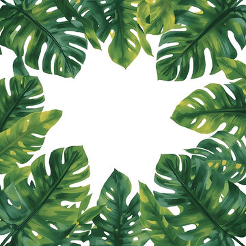 Tropical monstera leaves isolated on transparent background. Large green foliage cutout for design and decor projects