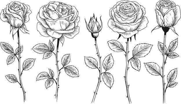 開花した花と1つのバラの蕾を特徴とする手描き白黒バラのセット