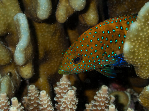 Peacock Grouper Cephalopholis argus peeking out from hard corals on a tropical reef in Thinadhoo Maldives