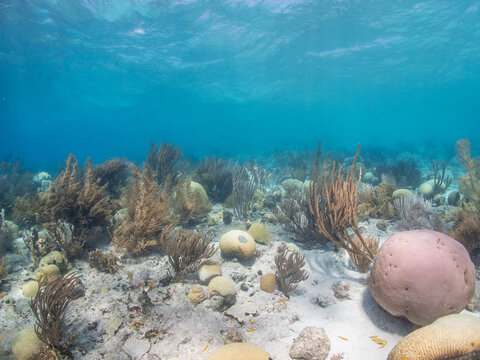 A vibrant, sunlit shallow reef landscape featuring massive brain corals and soft gorgonians under a clear water surface in Bonaire.
