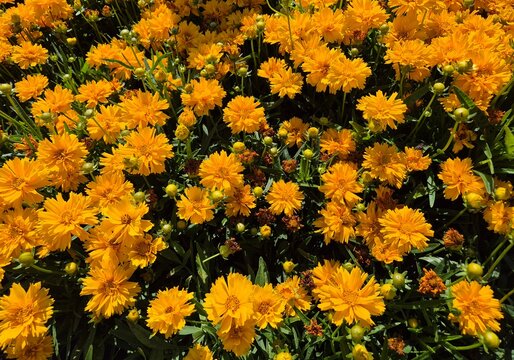 Coreopsis grandiflora (Gro&szlig;blumiges M&auml;dchenauge)