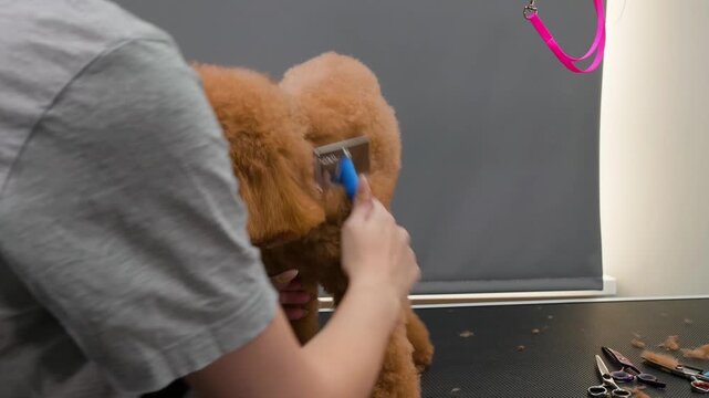 Professional groomer brushes fluffy apricot poodle puppy with slicker brush on grooming table, demonstrating pet care, hygiene, training technique in veterinary or grooming salon setting.