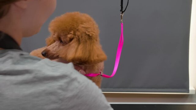 Close up of groomer holding pink grooming equipment near fluffy apricot colored poodle dog during professional grooming session indoors.