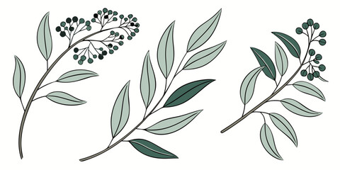 Black and white eucalyptus leaves and bud botanical © Mamun