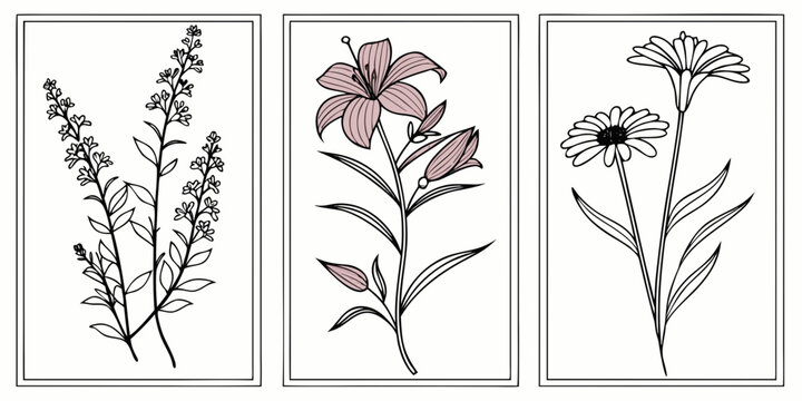 Line of lavender, chamomile, and yarrow plants line botanical lavender