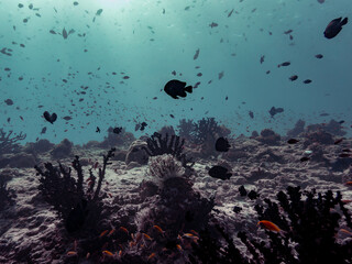 Wide-angle underwater silhouette capturing swarming schools of damselfish and bright anthias hovering over the vibrant pinnacle reef at Donfanu Thila in the Maldives. © Bernardo