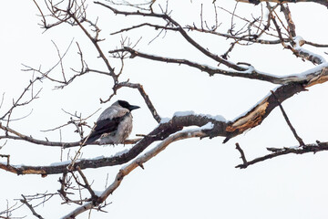 Obraz premium A lonely crow on a dry branch covered with snow