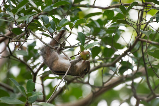 Three-striped palm squirrel hanging upside down to eat a jam pera fruit in Sri Lanka. Close up of Indian palm squirrel or Funambulus palmarum in a tropical garden tree