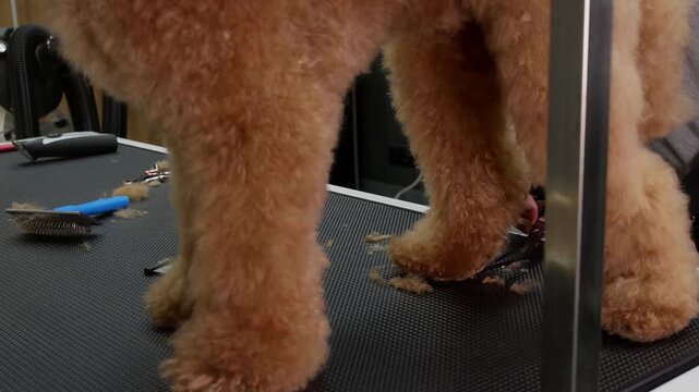 Professional groomer uses electric clippers to trim paws of apricot colored poodle on black grooming table with mirror reflection visible.