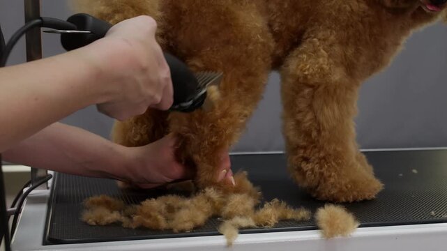 Professional groomer uses electric clipper to trim curly apricot colored poodle fur on grooming table during pet care session.