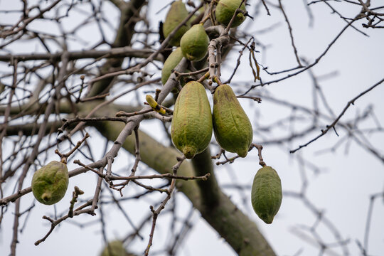Kapok tree, Ceiba pentandra or white silk cotton tree