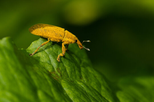 Bright Yellow Weevil Beetle Perched on Green Leaf Close-Up Macro