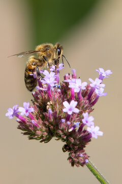 Honey Bee Collecting Nectar on Purple Verbena Flower Macro Photography
