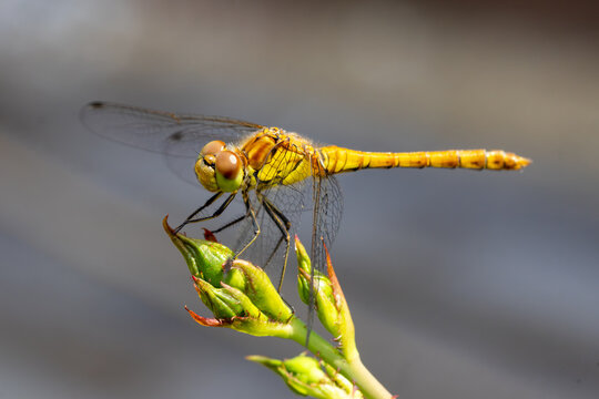 Yellow Female Darter Dragonfly Perched on Green Flower Bud Macro
