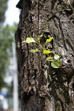 A small branch with fresh green leaves is seen growing out from a rough tree trunk. The sunlight shines on the leaves, showing their vibrant color.
