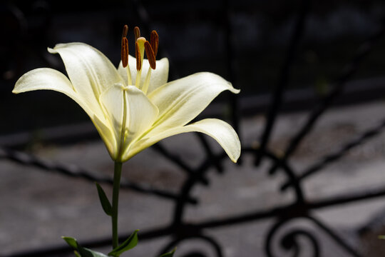 A white lily blooms in a garden near a decorative black iron gate. The sun shines on the flower, highlighting its shape and features.