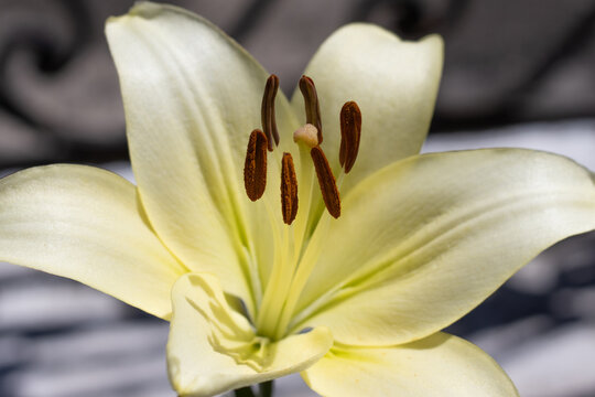 A yellow lily blooms in a garden during the day. The petals open wide, showing their soft colors and unique features. Sunlight highlights the flower's details.