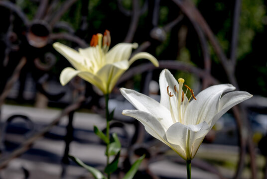 Two white lilies stand tall in a garden setting. The flowers are in focus, while a decorative metal gate is blurred in the background. Sunlight highlights the petals.