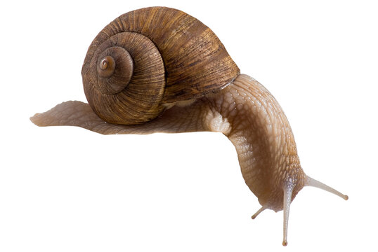 A snail is crawling on a white surface in an indoor setting. The shell is brown and the body is slimy. It is daytime, and there is good light.