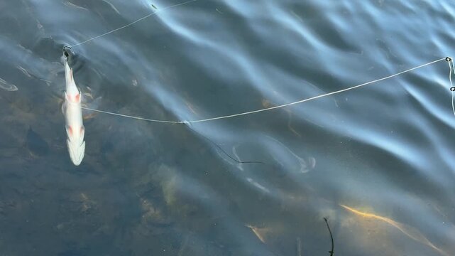 Poissons morts sur le lac. Truites mortes flottant &agrave; la surface de l'eau.	
