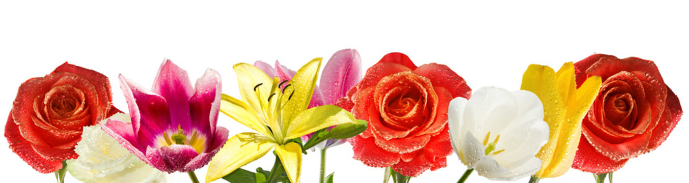 Different types of flowers are shown in a row. They display various colors and water droplets. Bright light enhances the beauty of the flowers.