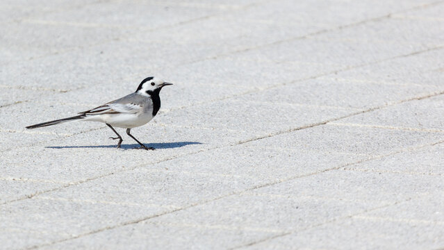 White wagtail bird walking on urban gray paving stones