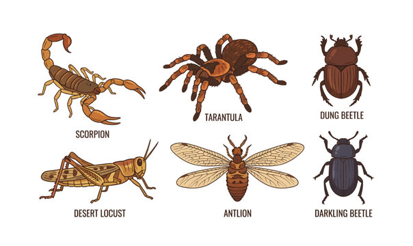 Collection of insects and arachnids on display.