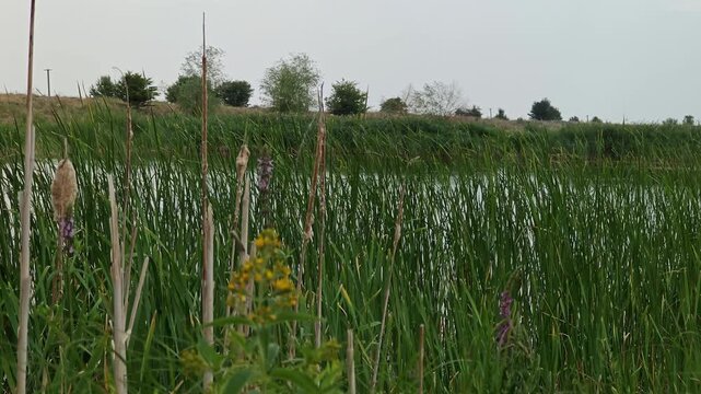 Overgrown green marsh reeds and cattails by a calm riverbank in summer
