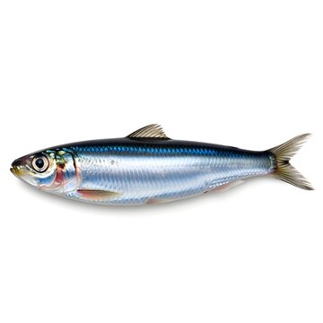 A creatively reimagined version of realistic sardine fish isolated on white, shiny silver-blue scales, side view, emphasizing style, visual interest, and refined wording.