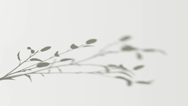 Abstract shadow one branch on wind background, looped animation, 3d rendering. Shadiness playing of blurry leaf overlay backdrop, 4k. Foliage reflection with soft light and motion blur template.