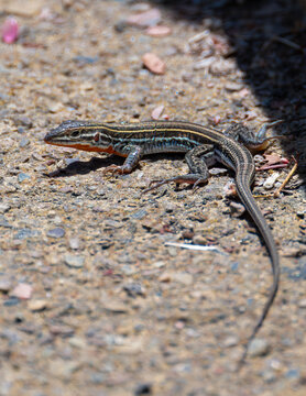 Orange-throated Whiptail (Aspidoscelis hyperythrus) in San Diego, CA