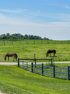 Two horses grazing in rural Shipshewana, Amish Country, Indiana on a summer day