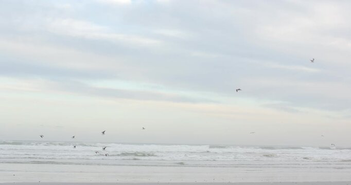 Light breeze is sending seabirds sweeping across surf over wet sand, descending to gather food